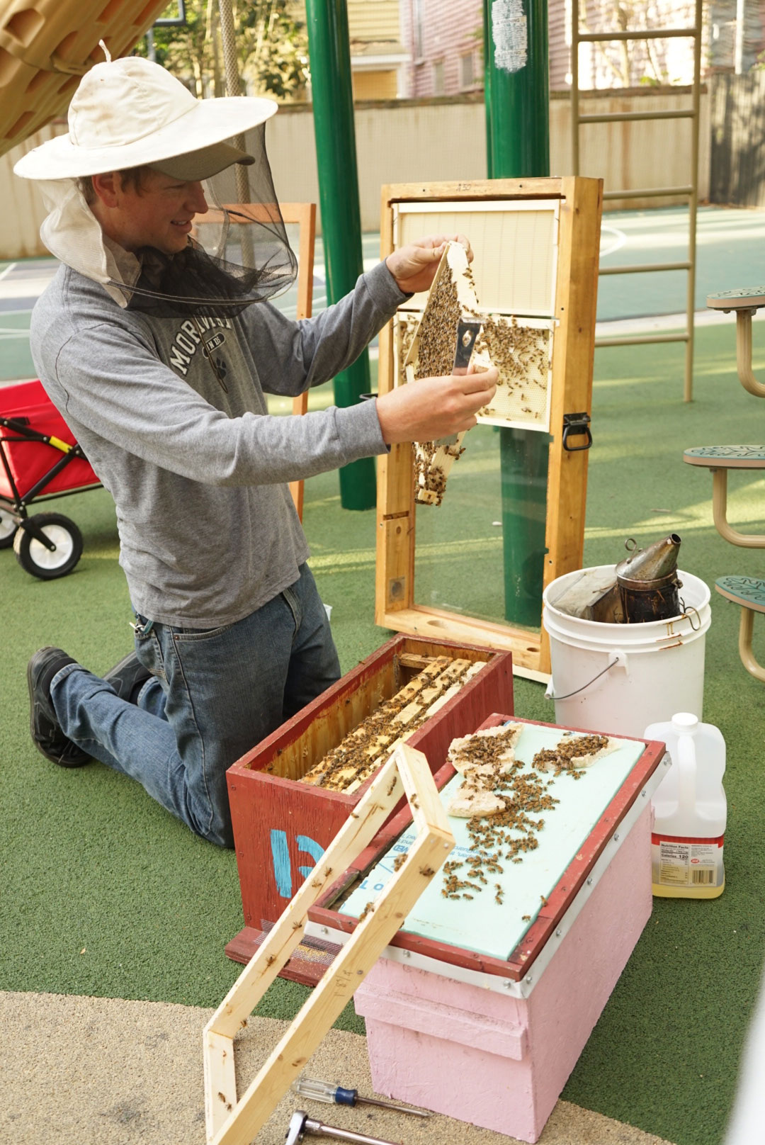 Bee Grant Bee Mentor Role + Responsibility The Bee Cause Project