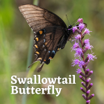 Adopt a Swallowtail