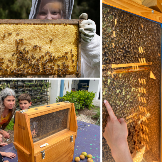 kids observing and learning from honey bees