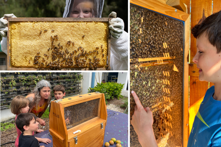 kids observing and learning from honey bees
