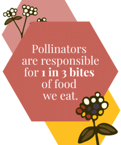 pollinators-are-responsible-for-1-in-3-bites-of-food